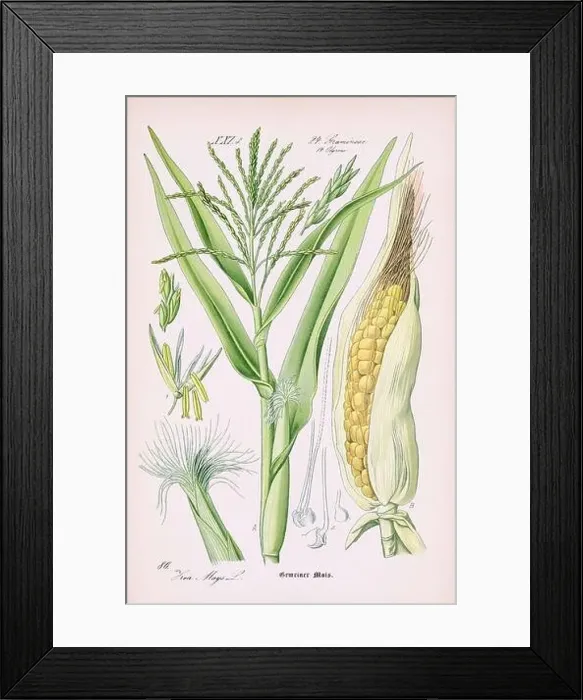Framed Print : Vintage botanical illustration from a 19th-century German book Framed Print : Vintage botanical illustration from a 19th-century German book