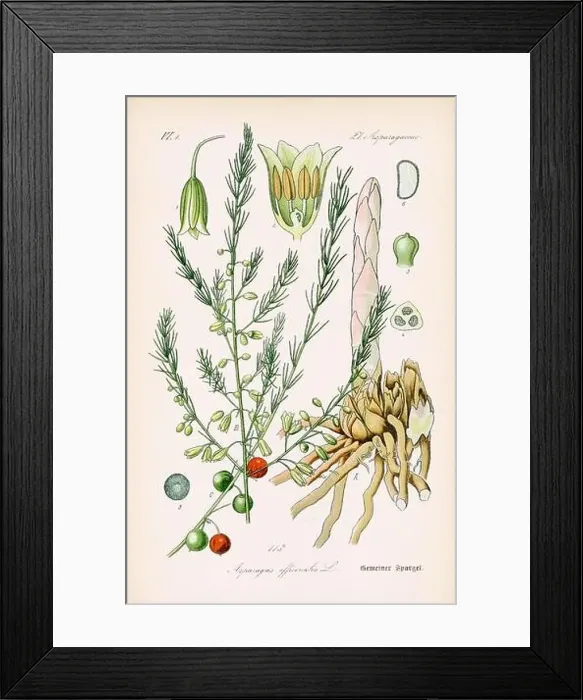 Framed Print : Vintage botanical illustration from a 19th-century German book Framed Print : Vintage botanical illustration from a 19th-century German book
