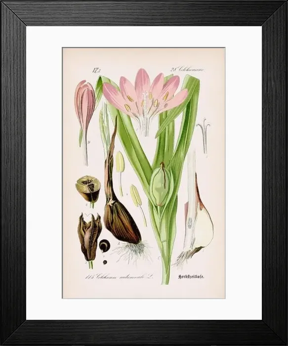 Framed Print : Vintage botanical illustration from a 19th-century German book Framed Print : Vintage botanical illustration from a 19th-century German book