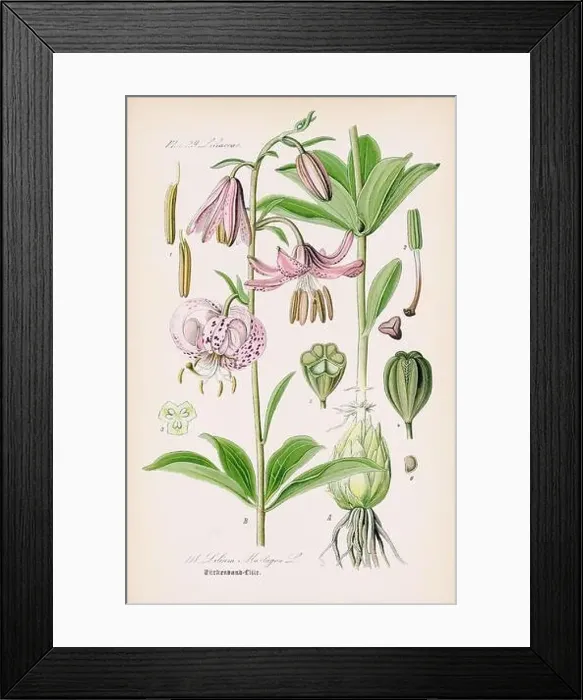 Framed Print : Vintage botanical illustration from a 19th-century German book Framed Print : Vintage botanical illustration from a 19th-century German book