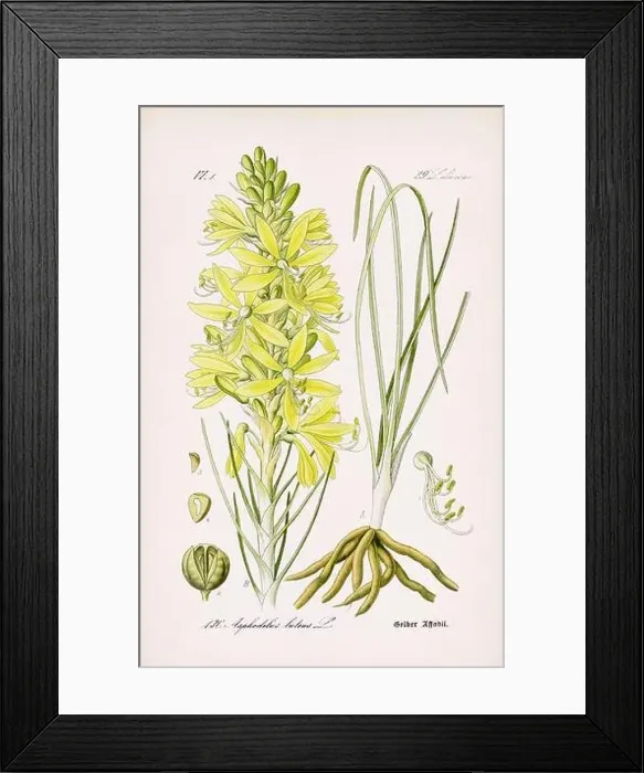 Framed Print : Vintage botanical illustration from a 19th-century German book