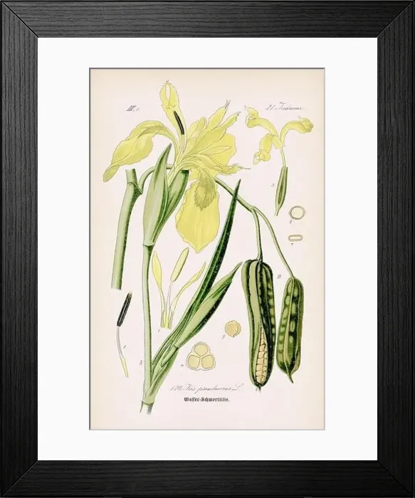 Framed Print : Vintage botanical illustration from a 19th-century German book Framed Print : Vintage botanical illustration from a 19th-century German book
