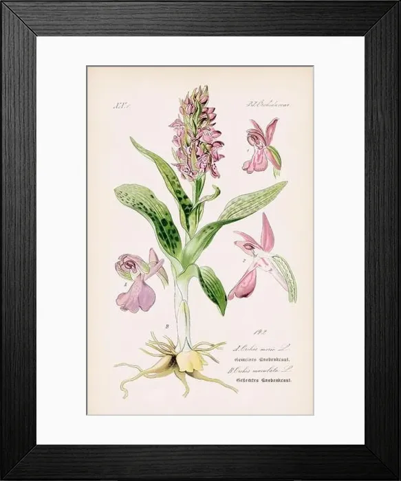 Framed Print : Vintage botanical illustration from a 19th-century German book Framed Print : Vintage botanical illustration from a 19th-century German book