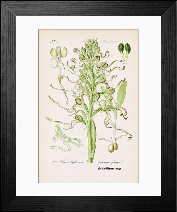 Framed Print : Vintage botanical illustration from a 19th-century German book Framed Print : Vintage botanical illustration from a 19th-century German book