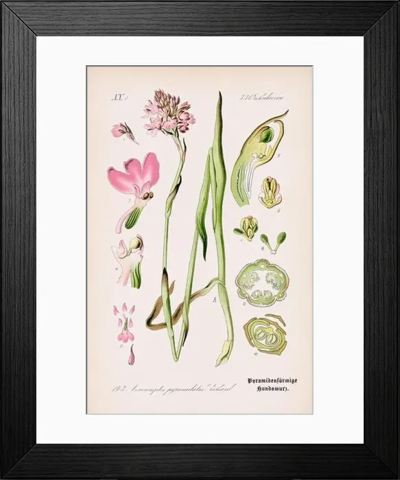 Framed Print : Vintage botanical illustration from a 19th-century German book Framed Print : Vintage botanical illustration from a 19th-century German book