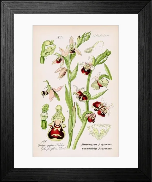 Framed Print : Vintage botanical illustration from a 19th-century German book Framed Print : Vintage botanical illustration from a 19th-century German book