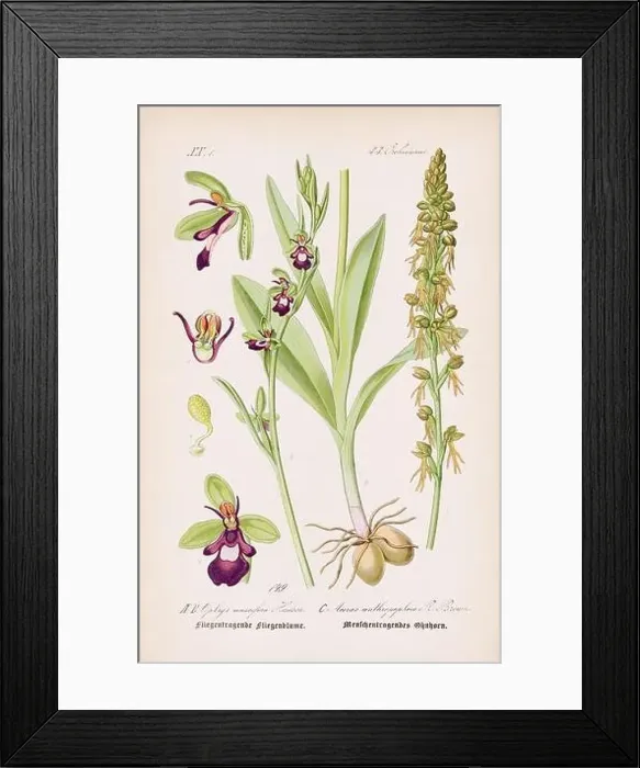 Framed Print : Vintage botanical illustration from a 19th-century German book Framed Print : Vintage botanical illustration from a 19th-century German book