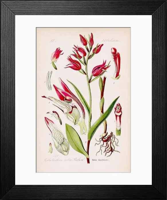 Framed Print : Vintage botanical illustration from a 19th-century German book Framed Print : Vintage botanical illustration from a 19th-century German book