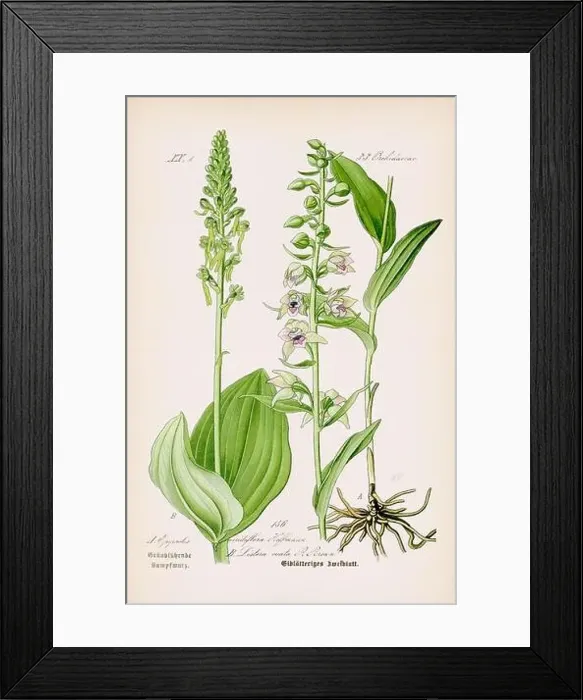Framed Print : Vintage botanical illustration from a 19th-century German book