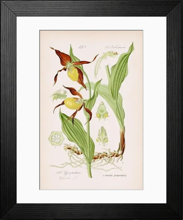 Framed Print : Vintage botanical illustration from a 19th-century German book