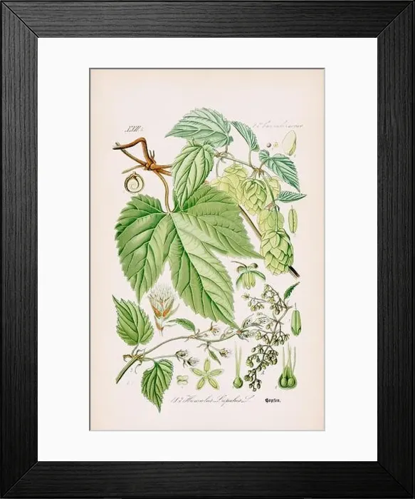 Framed Print : Vintage botanical illustration from a 19th-century German book Framed Print : Vintage botanical illustration from a 19th-century German book