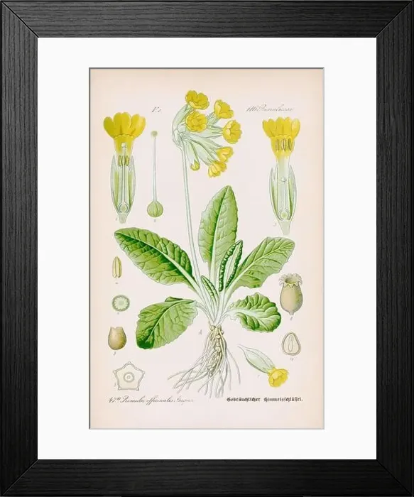 Framed Print : Vintage botanical illustration from a 19th-century German book