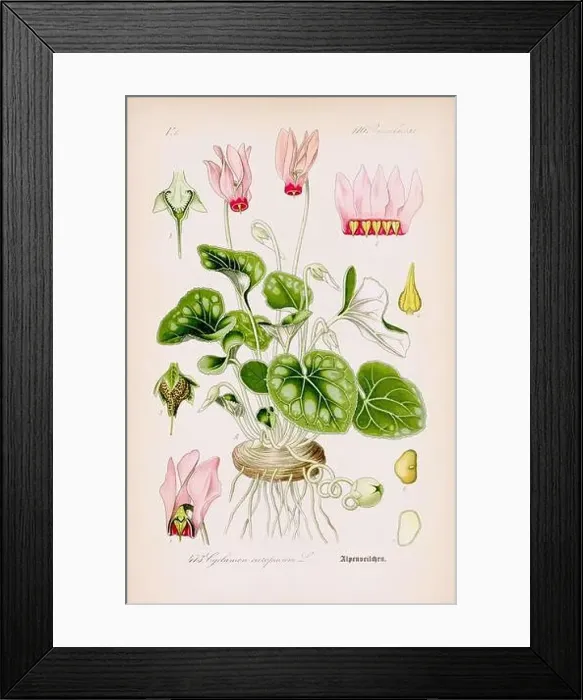 Framed Print : Vintage botanical illustration from a 19th-century German book Framed Print : Vintage botanical illustration from a 19th-century German book