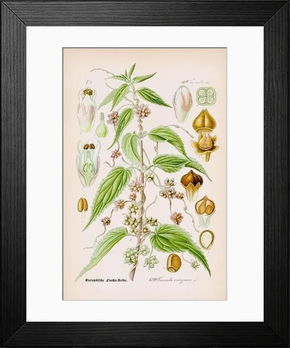 Framed Print : Vintage botanical illustration from a 19th-century German book