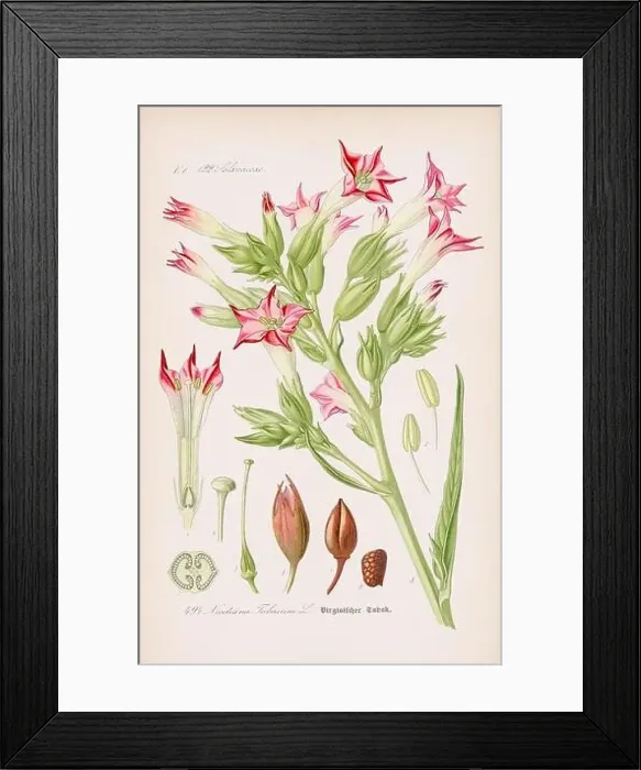 Framed Print : Vintage botanical illustration from a 19th-century German book Framed Print : Vintage botanical illustration from a 19th-century German book