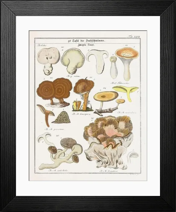 Framed Print : Vintage botanical illustration of mushrooms and fungi from the early 19th century Framed Print : Vintage botanical illustration of mushrooms and fungi from the early 19th century