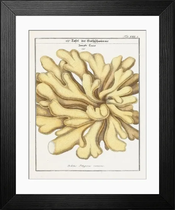 Framed Print : Vintage botanical illustration of mushrooms and fungi from the early 19th century Framed Print : Vintage botanical illustration of mushrooms and fungi from the early 19th century