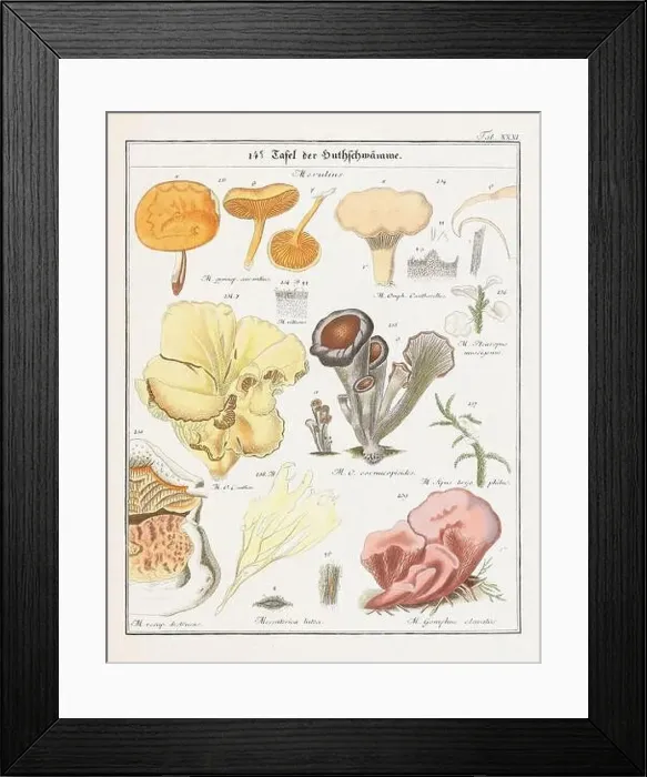 Framed Print : Vintage botanical illustration of mushrooms and fungi from the early 19th century Framed Print : Vintage botanical illustration of mushrooms and fungi from the early 19th century