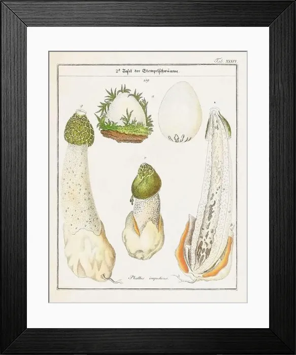 Framed Print : Vintage botanical illustration of mushrooms and fungi from the early 19th century Framed Print : Vintage botanical illustration of mushrooms and fungi from the early 19th century