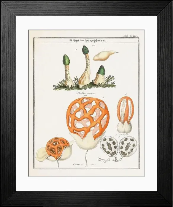 Framed Print : Vintage botanical illustration of mushrooms and fungi from the early 19th century Framed Print : Vintage botanical illustration of mushrooms and fungi from the early 19th century