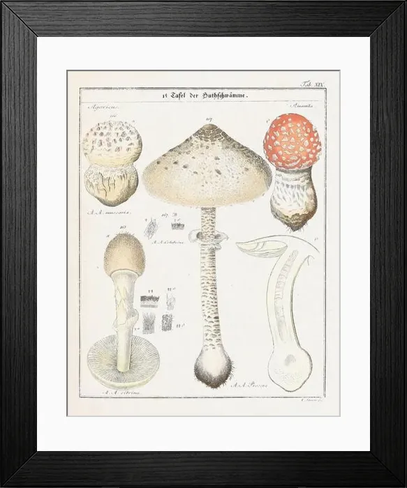 Framed Print : Vintage botanical illustration of mushrooms and fungi from the early 19th century Framed Print : Vintage botanical illustration of mushrooms and fungi from the early 19th century