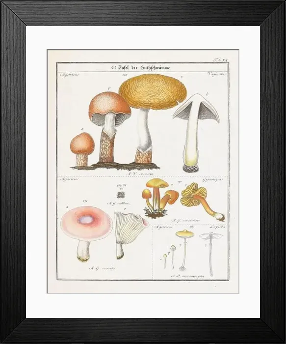 Framed Print : Vintage botanical illustration of mushrooms and fungi from the early 19th century Framed Print : Vintage botanical illustration of mushrooms and fungi from the early 19th century