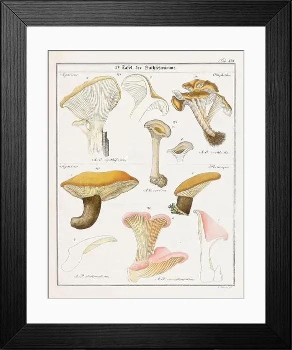 Framed Print : Vintage botanical illustration of mushrooms and fungi from the early 19th century Framed Print : Vintage botanical illustration of mushrooms and fungi from the early 19th century