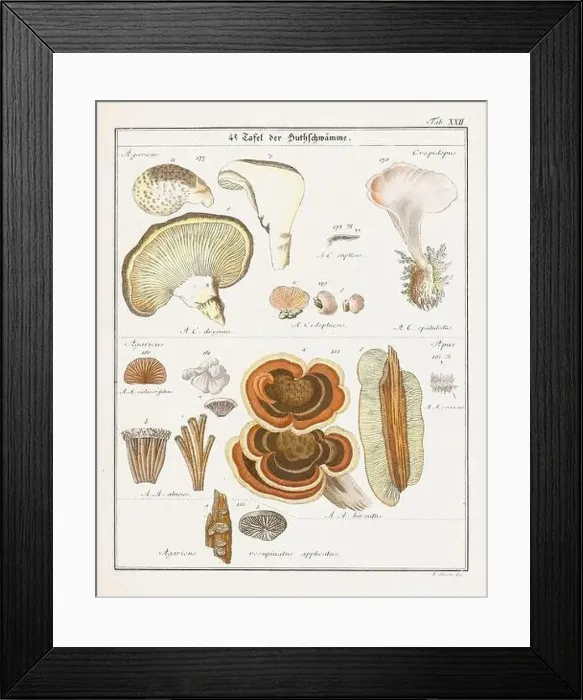 Framed Print : Vintage botanical illustration of mushrooms and fungi from the early 19th century Framed Print : Vintage botanical illustration of mushrooms and fungi from the early 19th century