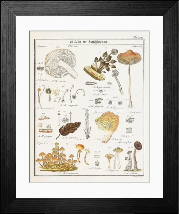Framed Print : Vintage botanical illustration of mushrooms and fungi from the early 19th century Framed Print : Vintage botanical illustration of mushrooms and fungi from the early 19th century