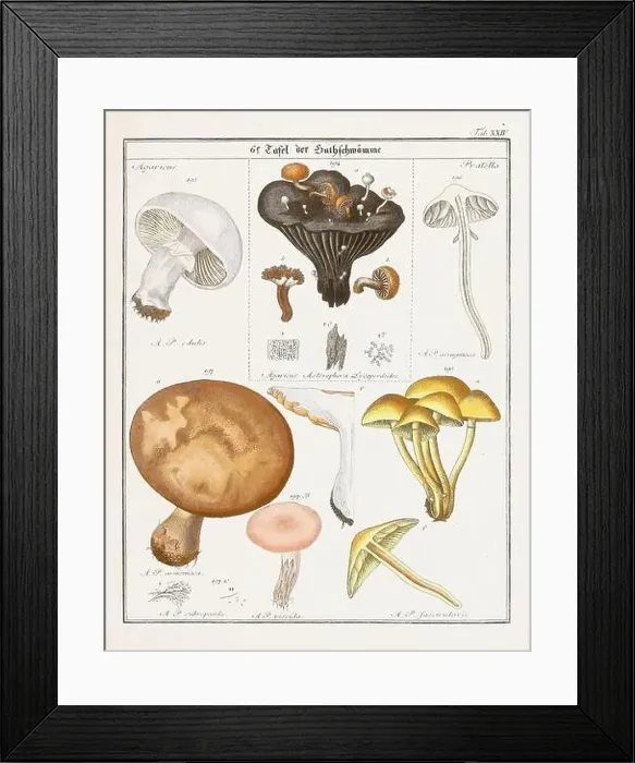 Framed Print : Vintage botanical illustration of mushrooms and fungi from the early 19th century Framed Print : Vintage botanical illustration of mushrooms and fungi from the early 19th century