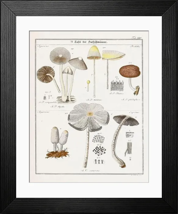 Framed Print : Vintage botanical illustration of mushrooms and fungi from the early 19th century Framed Print : Vintage botanical illustration of mushrooms and fungi from the early 19th century