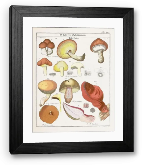 Framed Print : Vintage botanical illustration of mushrooms and fungi from the early 19th century Framed Print : Vintage botanical illustration of mushrooms and fungi from the early 19th century