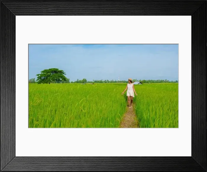 Framed Print : Green rice paddy fields in Central Thailand Suphanburi region Framed Print : Green rice paddy fields in Central Thailand Suphanburi region