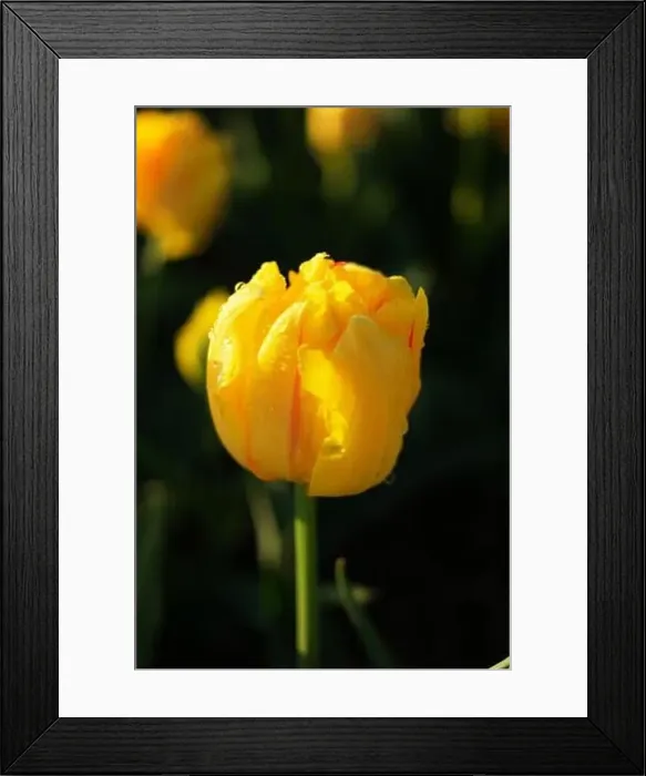 Framed Print : Tulip field in The Netherlands, colorful tulip fields in Flevoland Noordoostpolder Holland Framed Print : Tulip field in The Netherlands, colorful tulip fields in Flevoland Noordoostpolder Holland