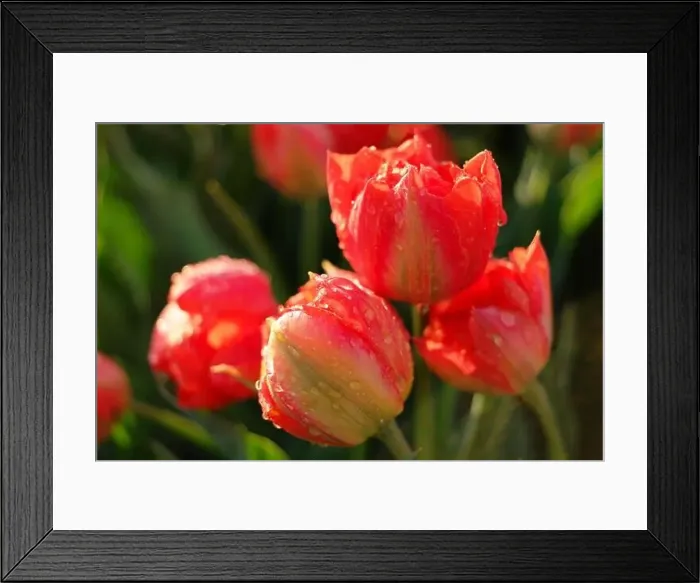 Framed Print : Tulip field in The Netherlands, colorful tulip fields in Flevoland Noordoostpolder Holland