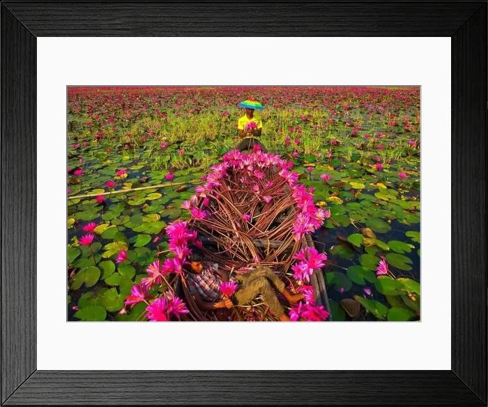 Framed Print : Aerial view of a person harvesting in the swamp pink lilies used as vegetables for cooking fish Framed Print : Aerial view of a person harvesting in the swamp pink lilies used as vegetables for cooking fish