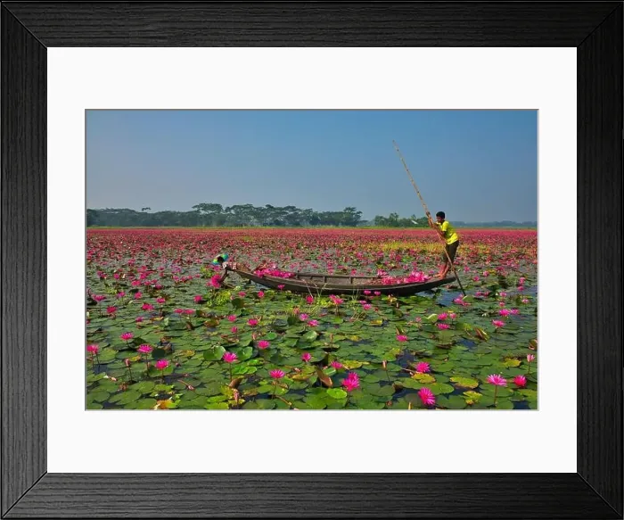 Framed Print : Aerial view of a person harvesting in the swamp pink lilies used as vegetables for cooking fish Framed Print : Aerial view of a person harvesting in the swamp pink lilies used as vegetables for cooking fish