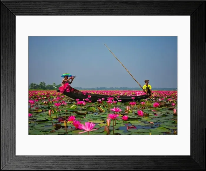 Framed Print : Aerial view of a person harvesting in the swamp pink lilies used as vegetables for cooking fish Framed Print : Aerial view of a person harvesting in the swamp pink lilies used as vegetables for cooking fish