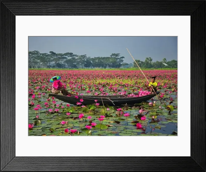 Framed Print : Aerial view of a person harvesting in the swamp pink lilies used as vegetables for cooking fish Framed Print : Aerial view of a person harvesting in the swamp pink lilies used as vegetables for cooking fish
