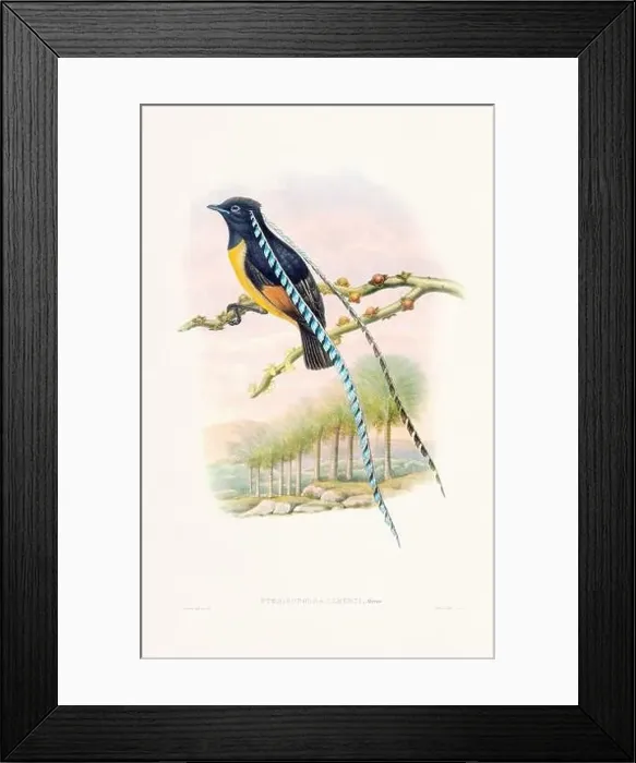 Framed Print : Vintage Bird of the Paradise illustration from the 1800s Framed Print : Vintage Bird of the Paradise illustration from the 1800s