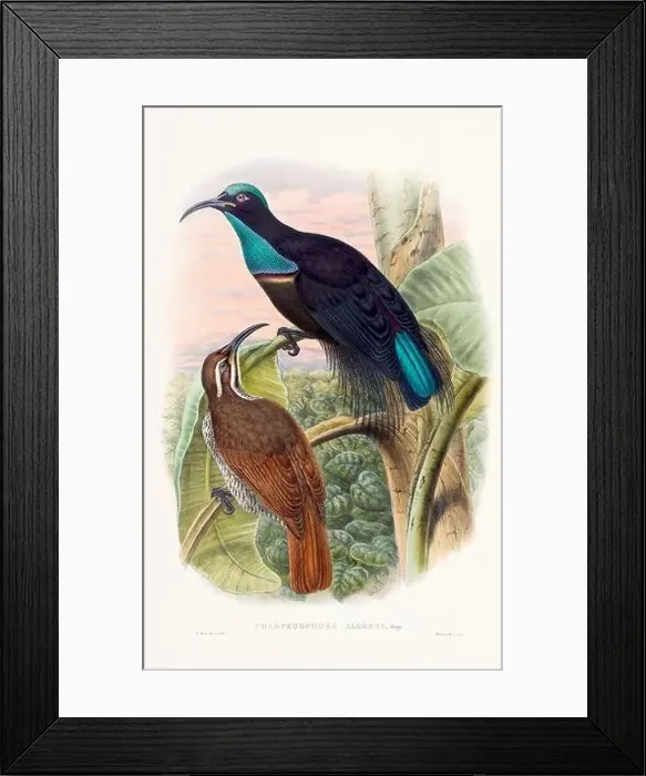 Framed Print : Vintage Bird of the Paradise illustration from the 1800s Framed Print : Vintage Bird of the Paradise illustration from the 1800s