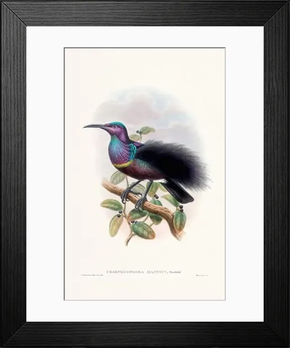 Framed Print : Vintage Bird of the Paradise illustration from the 1800s Framed Print : Vintage Bird of the Paradise illustration from the 1800s