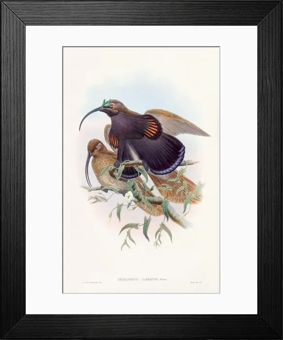 Framed Print : Vintage Bird of the Paradise illustration from the 1800s Framed Print : Vintage Bird of the Paradise illustration from the 1800s