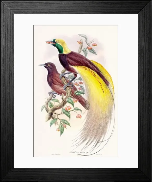 Framed Print : Vintage Bird of the Paradise illustration from the 1800s Framed Print : Vintage Bird of the Paradise illustration from the 1800s