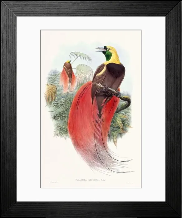 Framed Print : Vintage Bird of the Paradise illustration from the 1800s Framed Print : Vintage Bird of the Paradise illustration from the 1800s