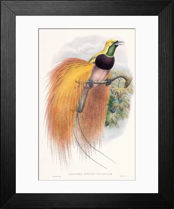 Framed Print : Vintage Bird of the Paradise illustration from the 1800s Framed Print : Vintage Bird of the Paradise illustration from the 1800s