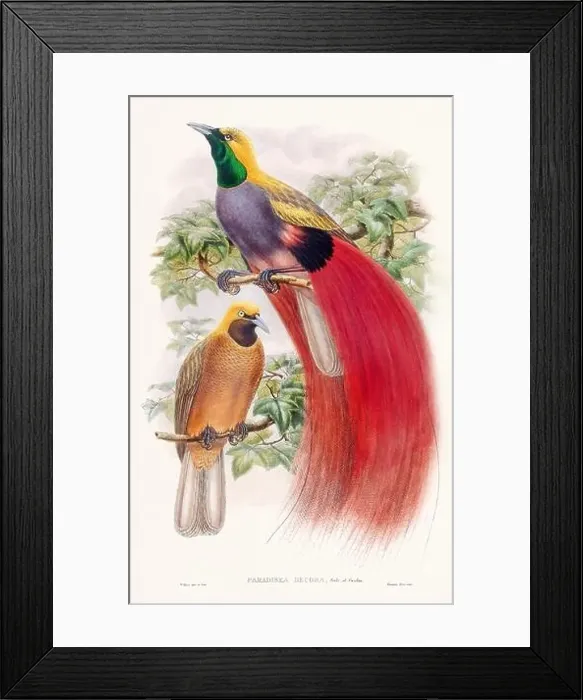 Framed Print : Vintage Bird of the Paradise illustration from the 1800s Framed Print : Vintage Bird of the Paradise illustration from the 1800s