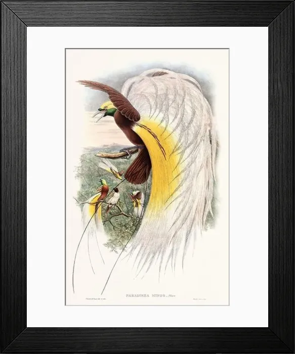 Framed Print : Vintage Bird of the Paradise illustration from the 1800s Framed Print : Vintage Bird of the Paradise illustration from the 1800s