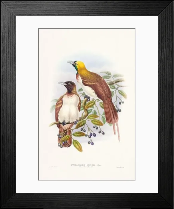 Framed Print : Vintage Bird of the Paradise illustration from the 1800s Framed Print : Vintage Bird of the Paradise illustration from the 1800s