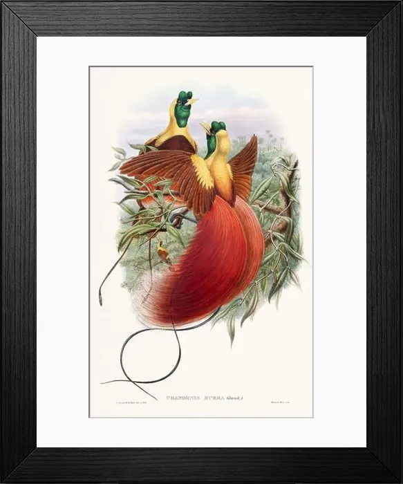Framed Print : Vintage Bird of the Paradise illustration from the 1800s Framed Print : Vintage Bird of the Paradise illustration from the 1800s